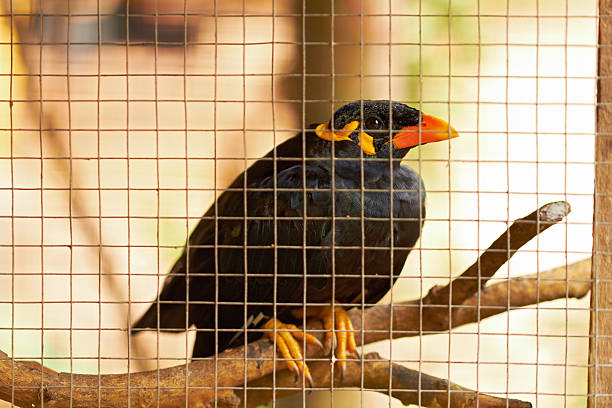 Closeup of black speaker bird in cage stock photo