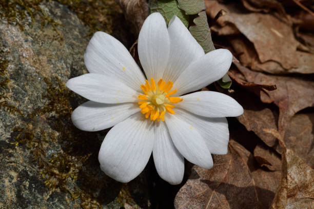 Close-up of bloodroot flower in early spring stock photo