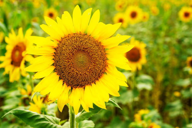 Closeup of blooming tall large yellow sunflowers in grass meadow summertime stock photo