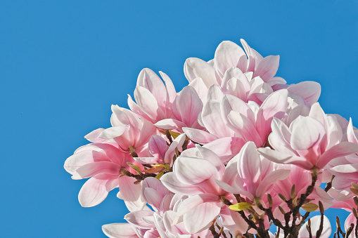 Close-up of blossoming magnolia with a lot copyspace