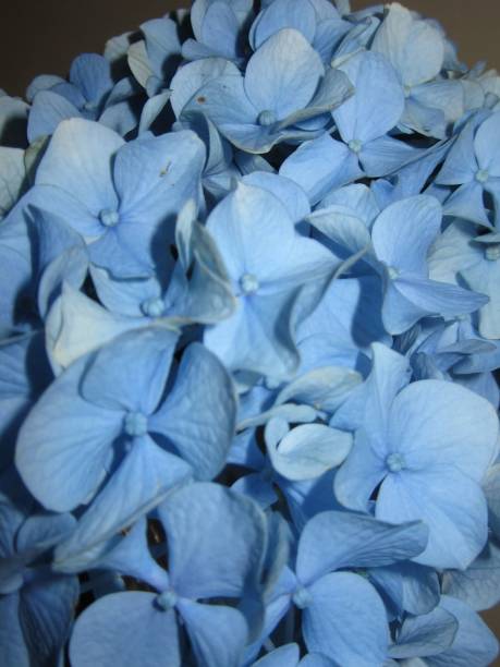 Close-up of Blue Hydrangea Petals stock photo
