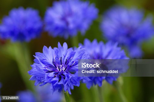 istock Close-up of bright blue corn flowers in a field 172248801