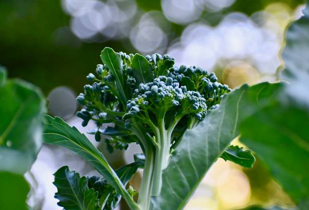 A Close-Up of Broccoli Growing in the Garden stock photo