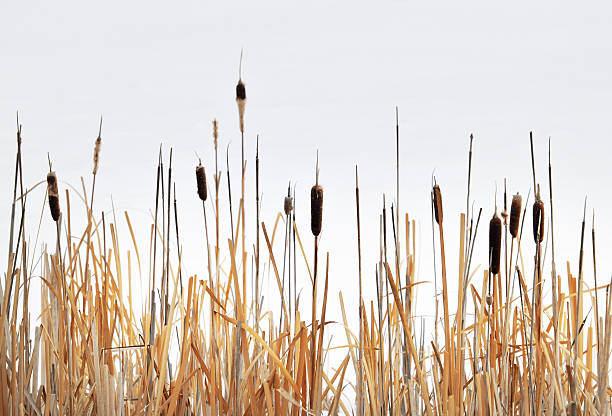 Close-up of bullrush against an over cast sky Bulrush plants against the sky. cattail stock pictures, royalty-free photos & images