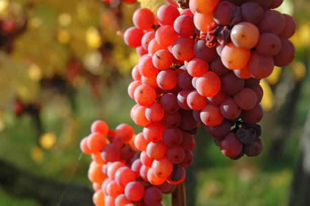 Close-up of bunch of grapes In autumn (fall) the yellow, red and browns of the vineyards in Alsace are a feast to the eye. In particular the surroundings of Ribeauville, Riquewihr and Colmar are spectacular. riquewihr stock pictures, royalty-free photos & images