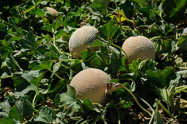 Close-up of Cantaloupe Melon Ripening On Vine stock photo