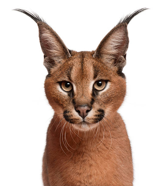 closeup of caracal 6 months old picture