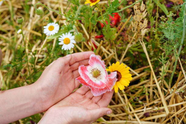 nahaufnahme der kinderhand mit verschiedenen sommerblumen. schöne blühende feldblumen. kinder und umwelt, ökologiekonzept. - romrodinka stock-fotos und bilder
