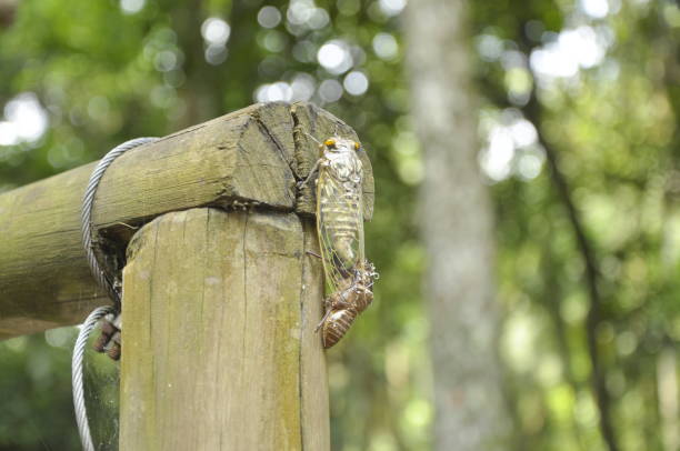 Close-up of cicada exoskeleton on wood outdoors stock photo