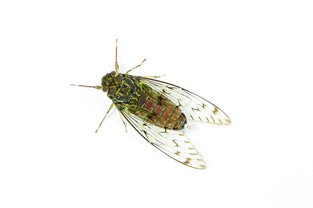 Close-up of cicada isolated on white background stock photo