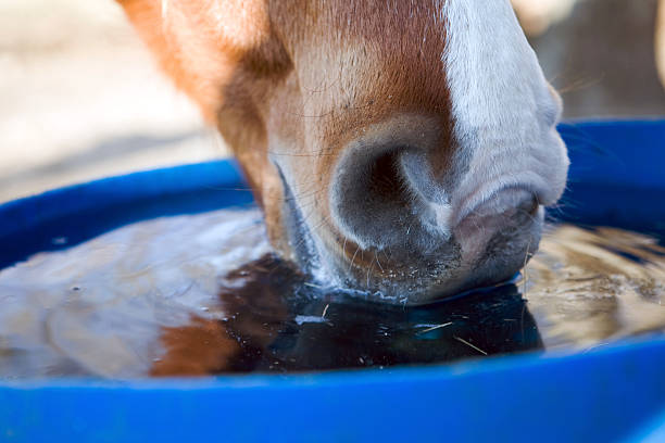 close-up of cow drinking water from blue container outdoors - paarden stockfoto's en -beelden