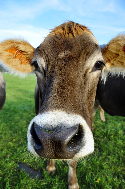 Closeup of cow on the meadow stock photo