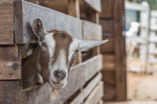 Close-up of curious goat stock photo