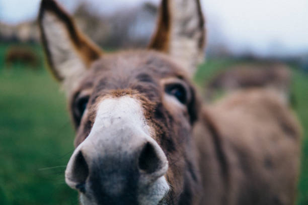 Close-up of cute donkey stock photo
