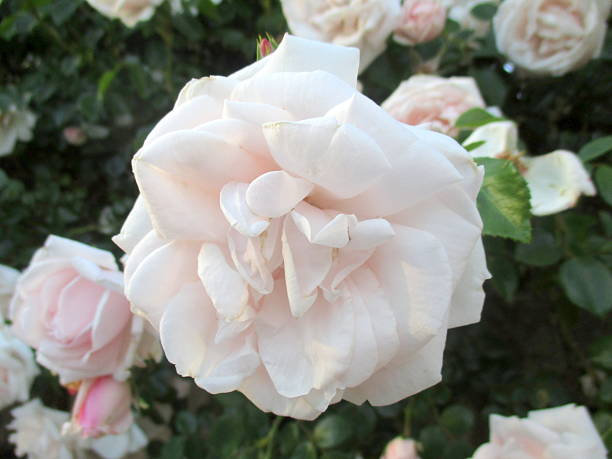 Close-up of Delicate Pale Pink Rose stock photo