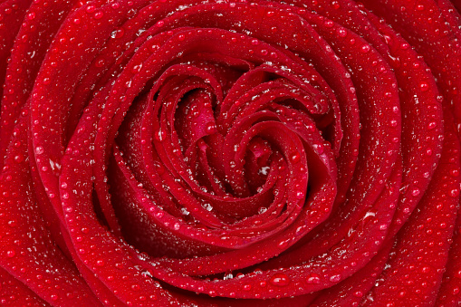 droplets of morning dew on a red rose
