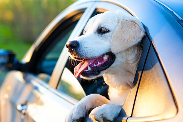 Closeup of dog hanging out of rear driver's side car window stock photo