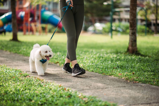 Close-up of dog walking with female pet owner at public park early morning bonding and exercising togetherness early morning dog walk stock pictures, royalty-free photos & images