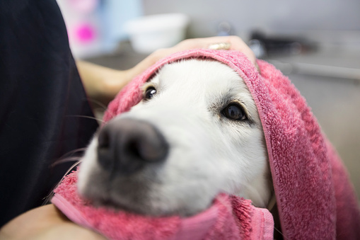 Close-up of Dog Wrapped in Towel.