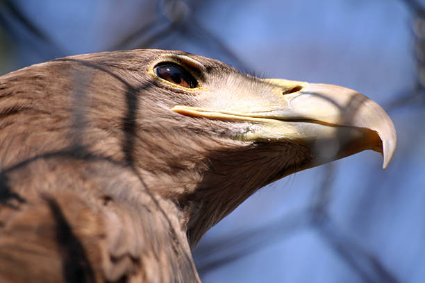 Closeup of Eagle stock photo