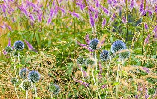 Close-up of Echinops meadow medicinal plant. Nature, herbal medicine, environment concept. Horizontal orientation, selective and soft focus.