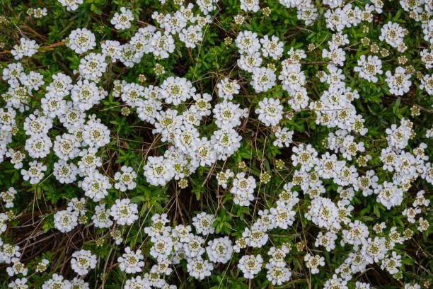 Close-up of evergreen candytuft with white, dainty flowers stock photo