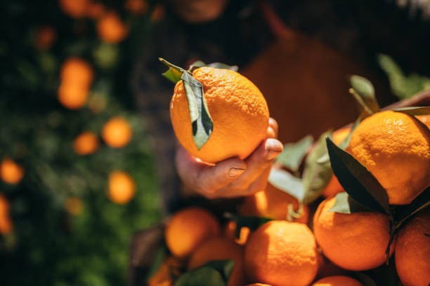 Close-up of farmer holding ripe orange in orange grove stock photo