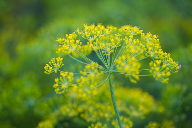 Closeup of fennel Closeup of fennel fennel stock pictures, royalty-free photos & images