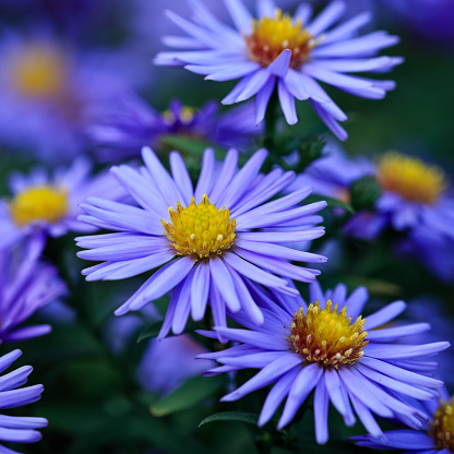 High angle macro close-up of a flowering 'European Michaelmas daisy' plant, aka 'Aster amellus', with shallow DOF