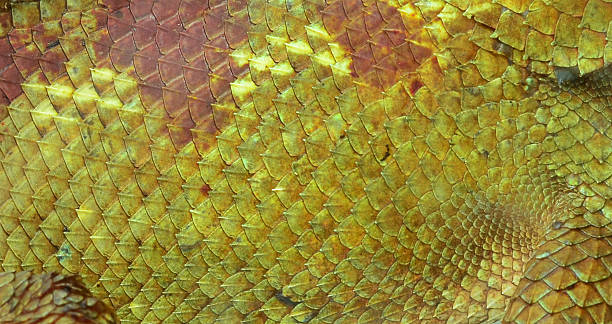 Close-up of Four-horned Chameleon skin, Chamaeleo quadricornis stock photo
