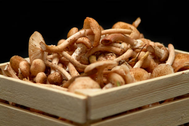 Closeup of fresh honey mushrooms in basket. stock photo