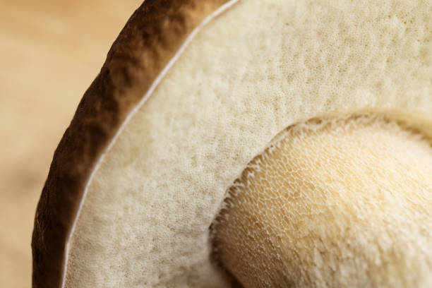 Closeup of fresh Penny bun mashroom spore tubes stock photo