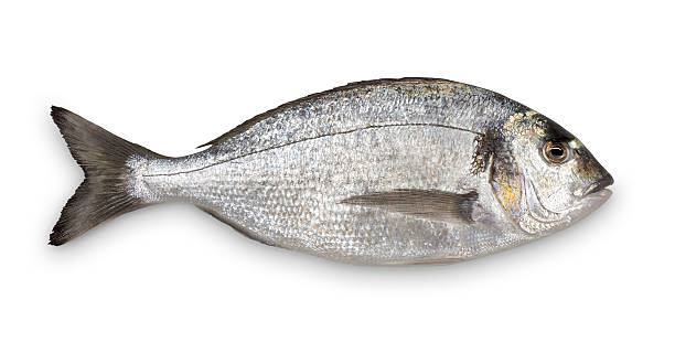 close-up of fresh sea bream against white background - fish stockfoto's en -beelden