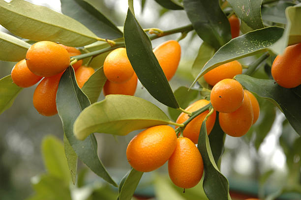 Close-up of fruit on a kumquat tree Kumquat tree with fruit and leaves kumquat stock pictures, royalty-free photos & images