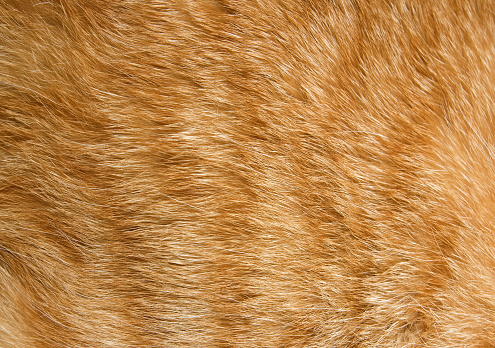 Close-up of ginger cat fur for texture or background