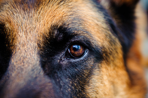 Dog German Shepherd looking towards the camera. The photo has an extremley shallow depth of field.