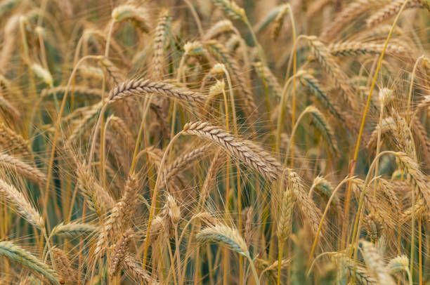Closeup of golden rye awns in the field stock photo