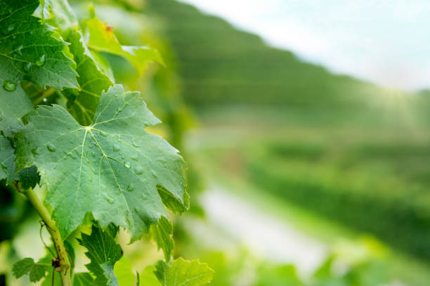 A closeup of grape leaf covered with raindrops in a vineyard, green rolling hill in the back. stock photo