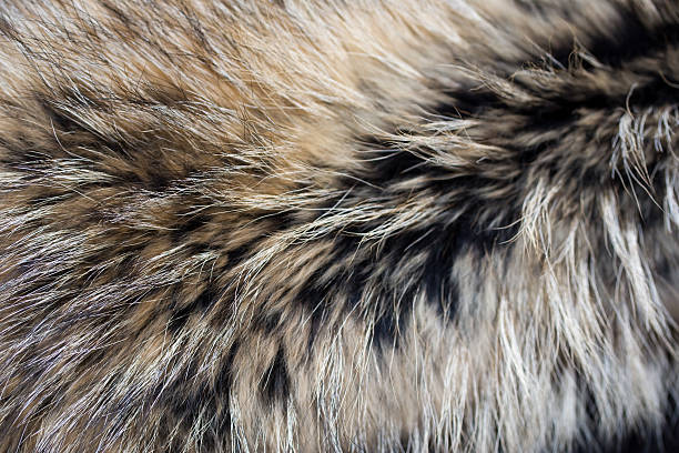 Close-up of gray black brown luxury animal fur raccoon fur texture hairy stock pictures, royalty-free photos & images