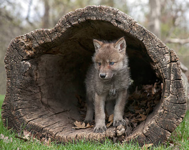 close-up of gray wolf pup inside fallen tree trunk - grijze wolf stockfoto's en -beelden