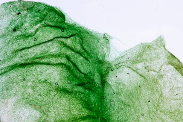 Closeup of green algae texture stock photo
