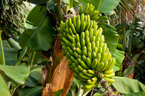 close-up of green banana tree - cargo canarias imagens e fotografias de stock