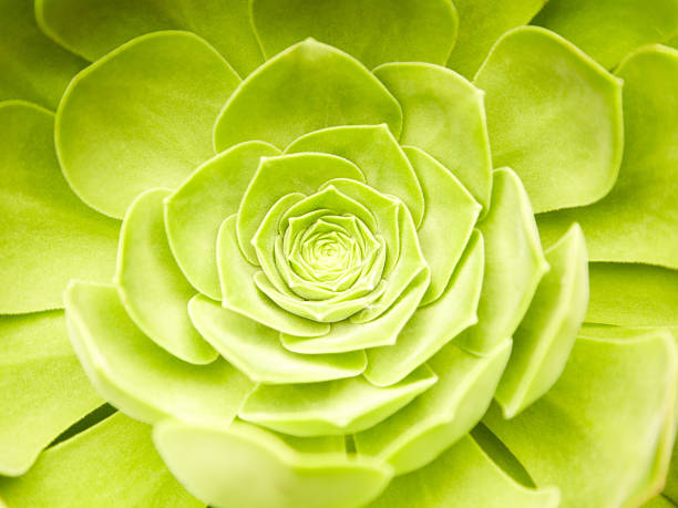 Photo of Close-up of green succulent plant