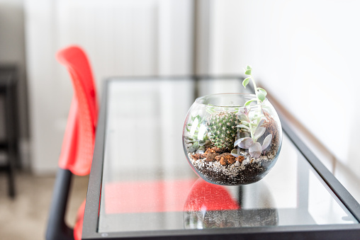 Closeup Of Green Terrarium Plant In Small Glass Flowerpot On Table