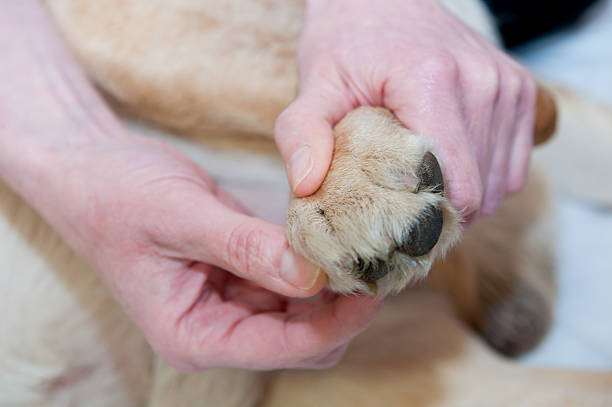Close-up of hands examining a dog's paw stock photo