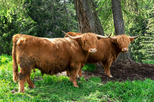 closeup of highland cows looking at camera in a beautiful landscape of the italian dolomites in europe stock photo