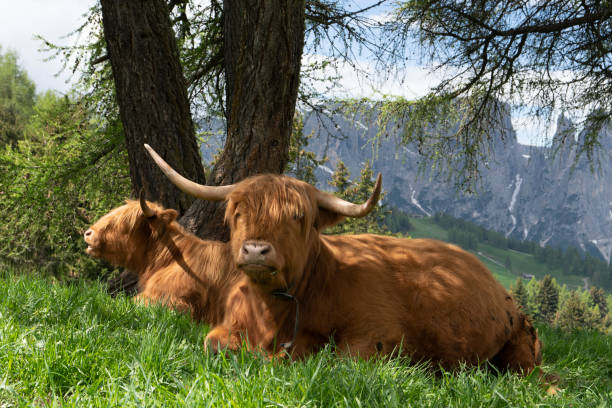 closeup of highland cows lying on the grass with a mountain behind in the italian dolomites in europe stock photo