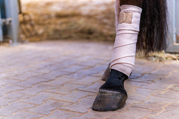 Close-up of horse legs with white bandages in a stable. Concepts of horse grooming, competition preparation in dressage riding or medical treatment of injuries. Bandages protect legs and look elegant. Close-up of horse legs with white bandages in a stable. Concepts of horse grooming, competition preparation in dressage riding, medical treatment of injuries, trauma therapy or injury protection. pferd stock pictures, royalty-free photos & images