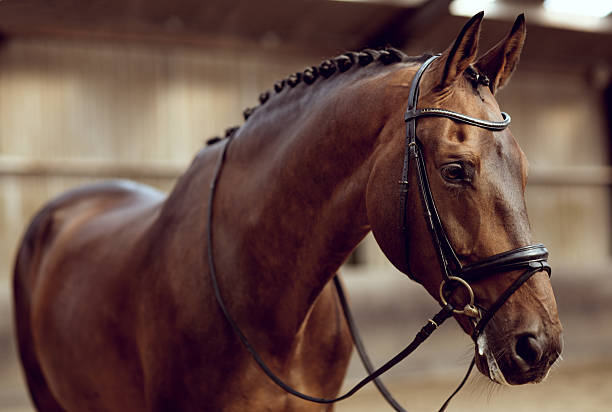 close-up of horse close-up of horse animal harness stock pictures, royalty-free photos & images