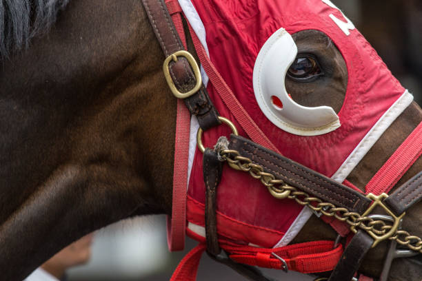 Closeup of horse wearing racing tack stock photo
